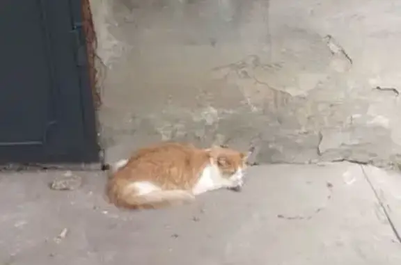 Найдена рыжая кошка, ул. Промышленности 277