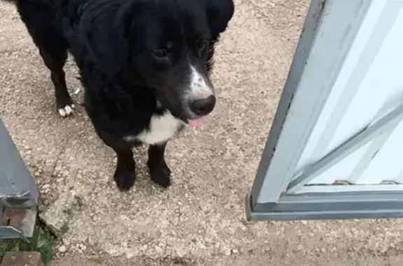 Найдена собака, Смоленск, фото: Собака найдена: Верхне-Мопровский пер. 17