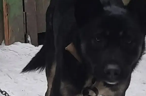 Собаки потеряшки, Омск, фото: Потеряшка собака, Омск, 10-я Амурская, 44