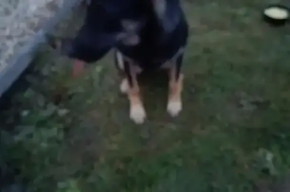 Найдена собака, Рязанская область, фото: Собака найдена в Турлатовском СП, Рязань