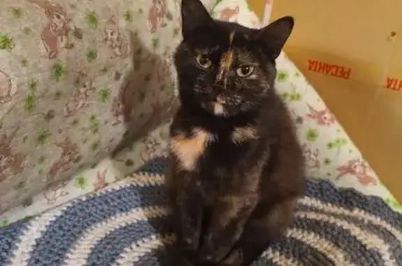 Пропала кошка, Пролетарская 61, Курган