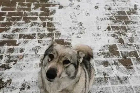 Пропала собака Лайка, ул. Симановского 19/51