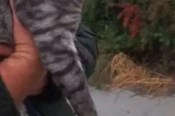 Кошка найдена на Гидростроевском, Волгоград