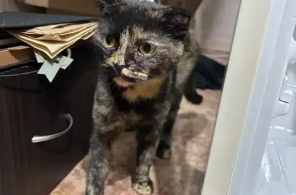 Найдена кошка, Нижневартовск, фото: Кошка найдена, ул. Мира, 96, Нижневартовск