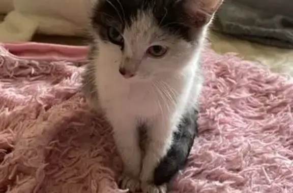 Кошка найдена, Наугорское шоссе, Орёл