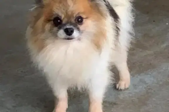 Собаки потеряшки, Самара, фото: Потеряшка собака, ул. Победы 83, Самара