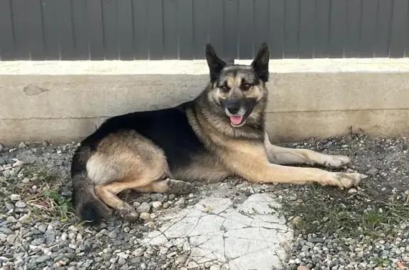 Овчарка найдена: Южный Обход, Ставрополь