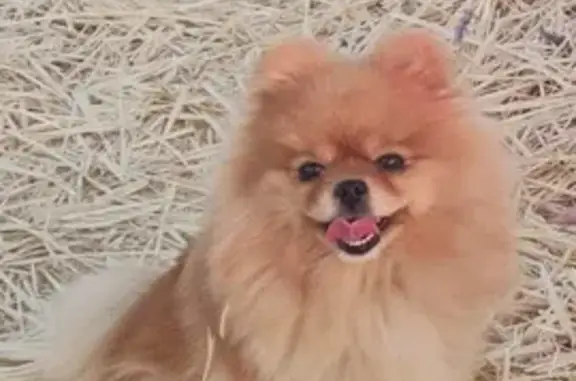 Пропала собака, с. Мирное, СТ Дзержинец