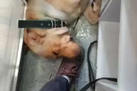 Найдена собака, Москва, фото: Собака найдена у метро Сухаревская, Сретенка