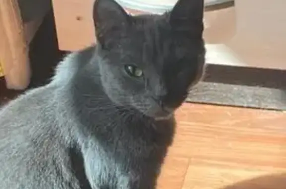 Пропала кошка, Ленинградская ул. 20