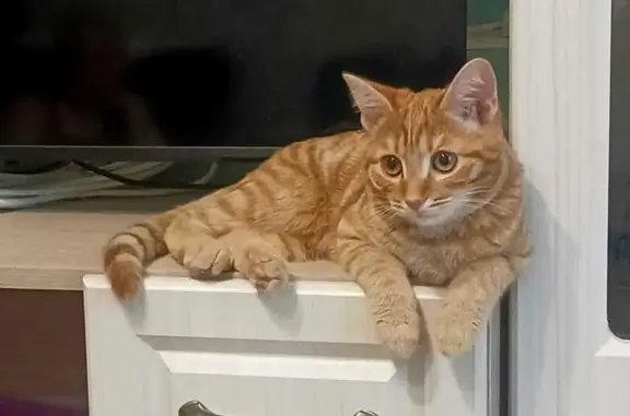 Пропал котёнок, Трубников 10, Первоуральск