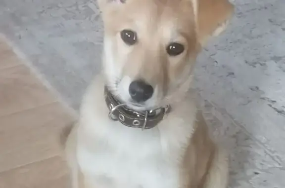 Найдена собака, Барнаул, фото: Собака найдена: Антона Петрова, 154, Барнаул