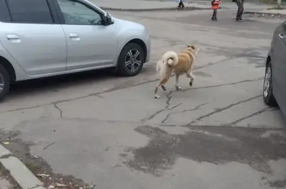 Найдена собака, Ярославль, фото: Светло рыжая собака найдена на Гоголя, 2