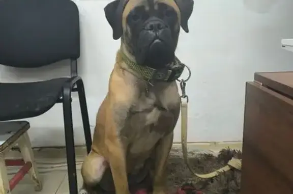 Собаки потеряшки, , фото: Потеряшка собака на Рыленкова, 63А