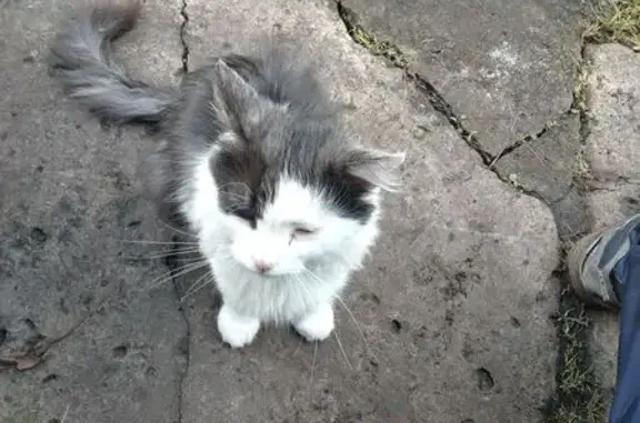 Найдена кошка, Тамбовская область, фото: Кошка найдена в СНТ Надежда, 5-я дорожка
