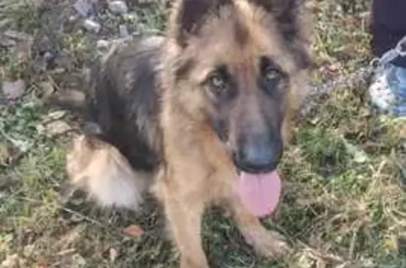 Найдена собака, , фото: Найдена собака, Никольское, 46