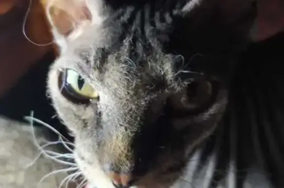 Пропала кошка в СНТ Планер, Киров 42