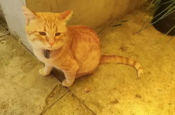 Кошки потеряшки, Кострома, фото: Потеряшка рыжий кот, Речной пр-т, Кострома