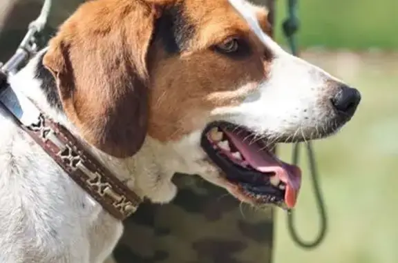 Пропала собака на ул. Есенина, 44, Воронеж