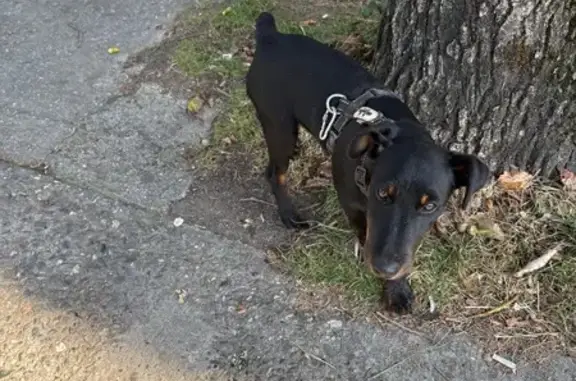 Собака найдена: Сочи, ул. Молодёжная, 13