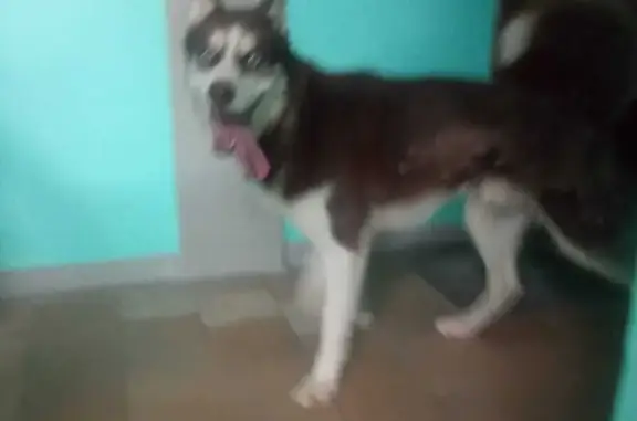 Найдена собака на ул. Вяземского, Брянск