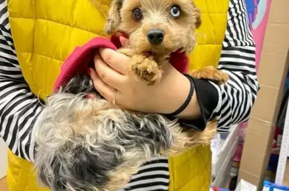 Собаки потеряшки, Москва, фото: Потеряшка собака, Сатинская аллея, Москва