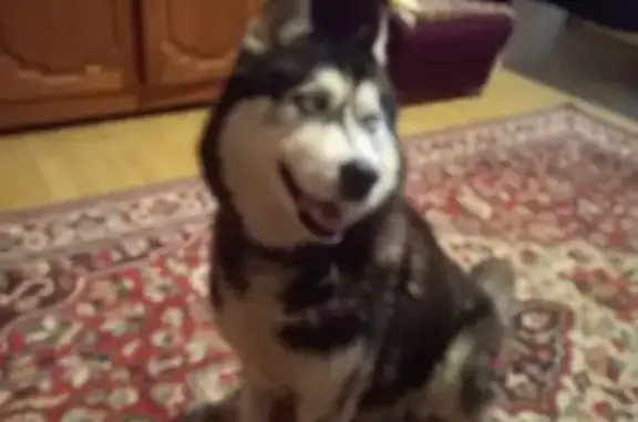 Собаки потеряшки, Ставрополь, фото: Потеряшка хаски, Авиационная 73, Ставрополь