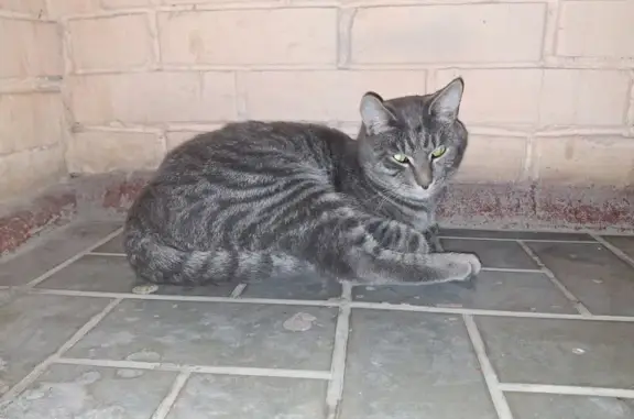 Найдена кошка, Томск, фото: Кошка найдена: ул. 79-й Гвардейской, 24
