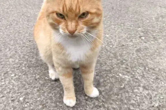 Кошка найдена: Планерная ул., 4, Тверь