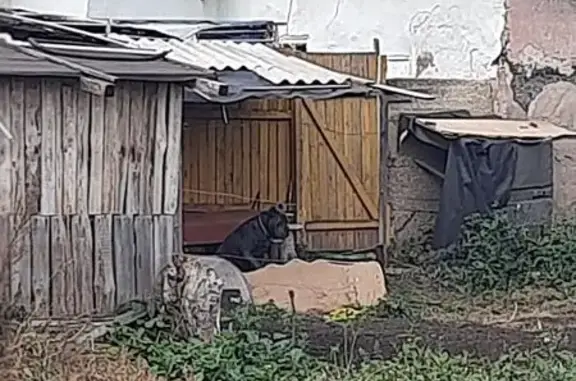 Найдена собака, Елец, фото: Собака найдена: Промышленная ул., Елец
