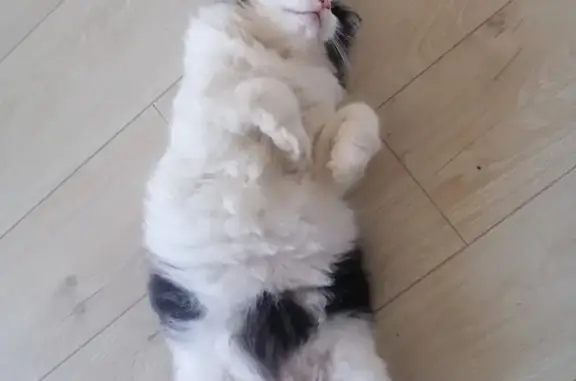Пропала кошка, 5-я линия, 2, Арзамас