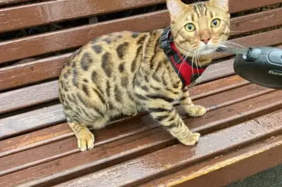 Пропала кошка, Мяглово — Кузьминки