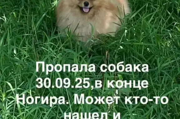 Собаки потеряшки, Ногир, фото: Потеряшка собака, ул. Ленина 133, Ногир