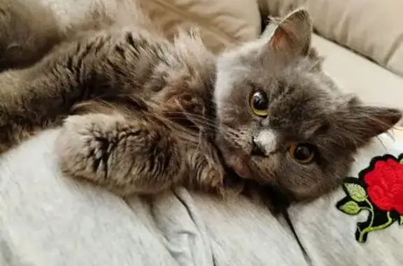 Найдена кошка, Пенза, фото: Кошка найдена у Малинки, ул. Красная, 24А