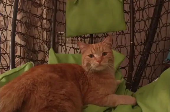 Пропал кот, Российская ул., Абакан