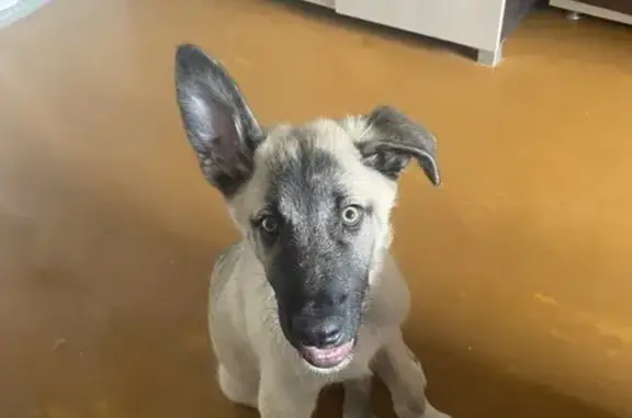 Собаки потеряшки, Нижний Новгород, фото: Потеряшка собака, ул. Шнитникова, Нижний Новгород