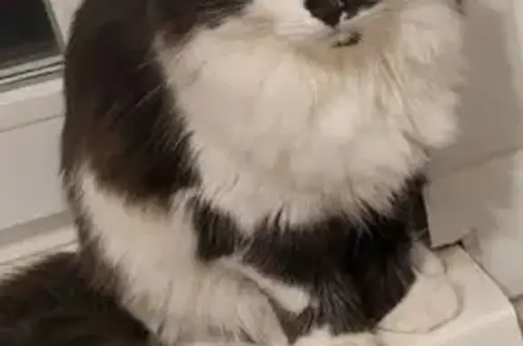 Пропала кошка, Пчелиная ул. 28, Лысьва