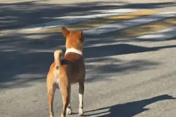 Найдена собака, Керчь, фото: Собака найдена: ул. Генерала Петрова, Керчь