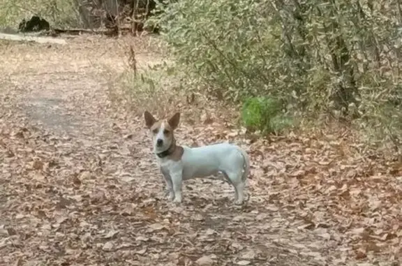 Найдена собака, Самарская область, фото: Собака найдена: с. Выселки, Самарская обл.