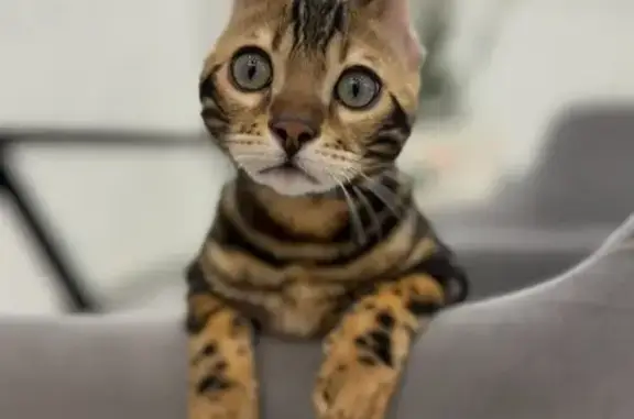 Кошки потеряшки, Суворовы, фото: Потеряшка кошка, Суворовы, Кировская обл.