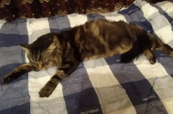 Пропала кошка, Тарасовская ул., Королёв