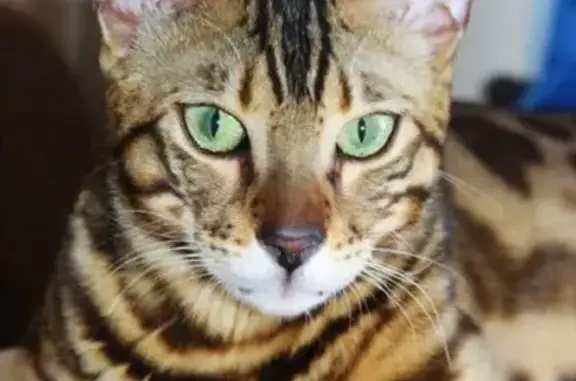 Кошки потеряшки, Кострома, фото: Потеряшка кошка на Кинешемском шоссе