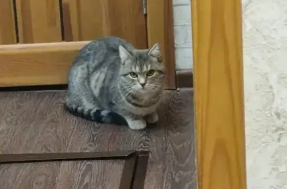 Пропала кошка, Полтавский пер., 67, Воронеж