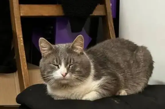 Найдена кошка, Калуга, фото: Кошка найдена: ул. Суворова, 77 к1, Калуга