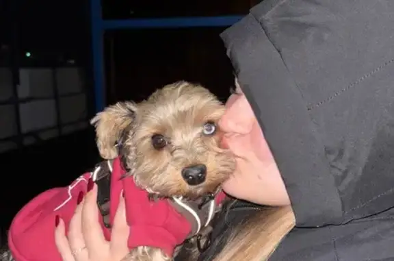 Собаки потеряшки, Москва, фото: Потеряшка собака, Курилово, Москва