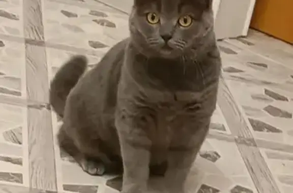 Пропала кошка, 40 лет Победы 5, Кумертау