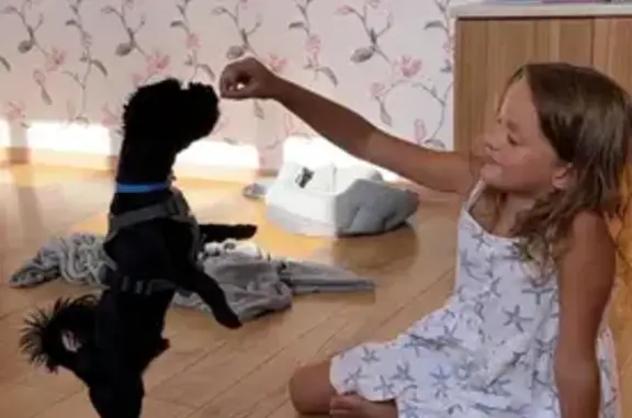 Пропала собака на Набережной улице