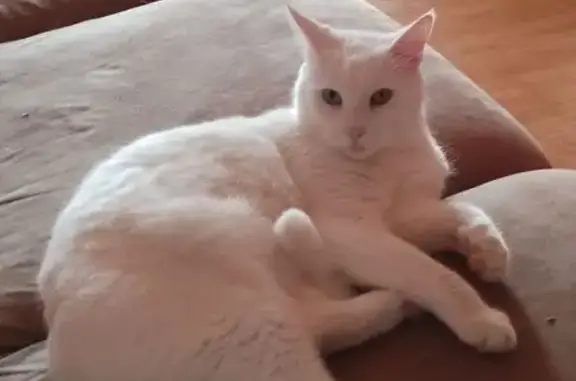 Кошки потеряшки, Оренбург, фото: Потеряшка кошка, ул. Чкалова 70, Оренбург