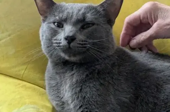 Найдена кошка, Люберцы, фото: Найдена кошка, ул. Космонавтов, Люберцы