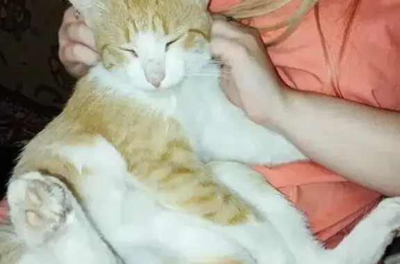 Кошки потеряшки, Белгородская область, фото: Потеряшка котик Костик, Валуйки, ул. Совхозная